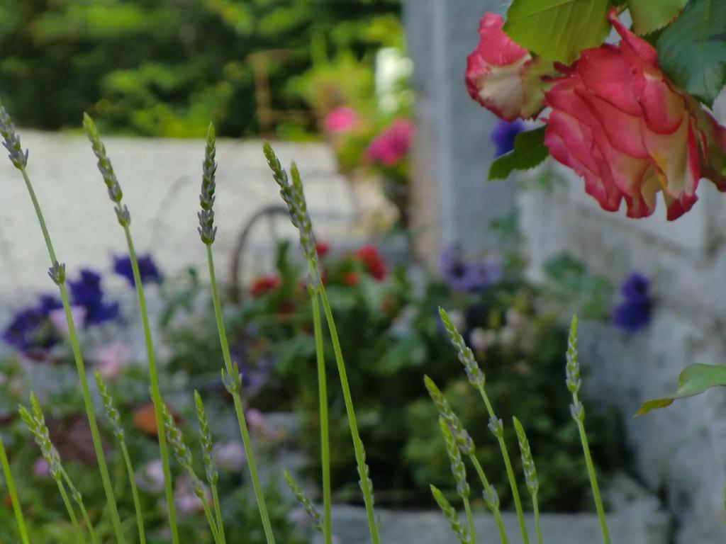 Bed & Breakfast Au Coeur De